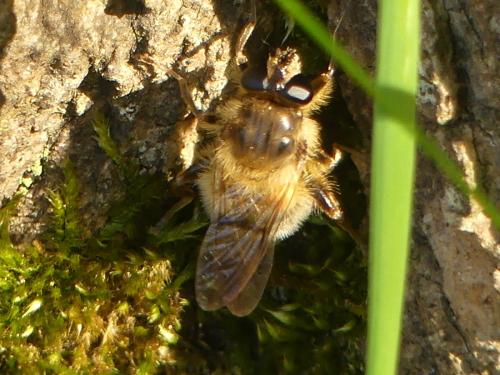 Criorhina sp.